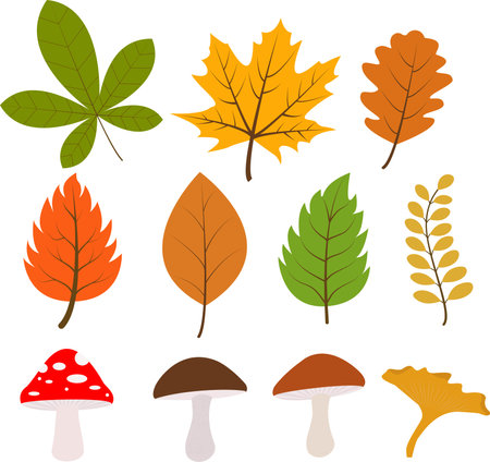 A set of colorful autumn leaves and mushrooms. Isolated on a white background. Vector illustration.Autumn leaves. Yellow autumn garden leaf, red autumn leaf, fallen dry leaves, mushrooms.のイラスト素材