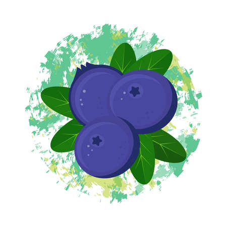 Blueberry fruits with green leaves. Isolated icon of fresh wild blueberries. Vector design of food, menus and fruit drinks. Blue blueberry with leaves is a dessert made from organic natural products.のイラスト素材