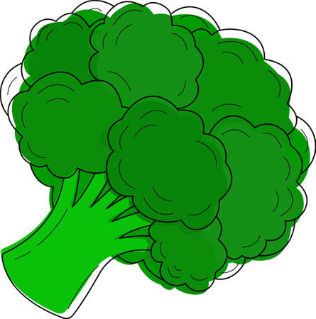 Vector illustration of broccoli on a white background. An isolated element for design, for menus, advertisements and covers, children is books, food and food illustrations.のイラスト素材
