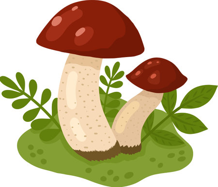 Mushrooms in a forest clearing. A color image of wild mushrooms on a white background. Mushrooms. Vector illustration for children is books and biology textbooks, menus. Vector illustrationのイラスト素材