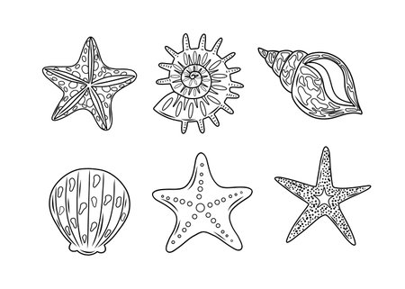 A set of seashells and starfish of various shapes, vector illustration. Contour drawing of isolated elements on a white background for a designer clipart template. Vector illustrationのイラスト素材