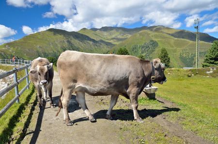 Cows in the mountainsの写真素材