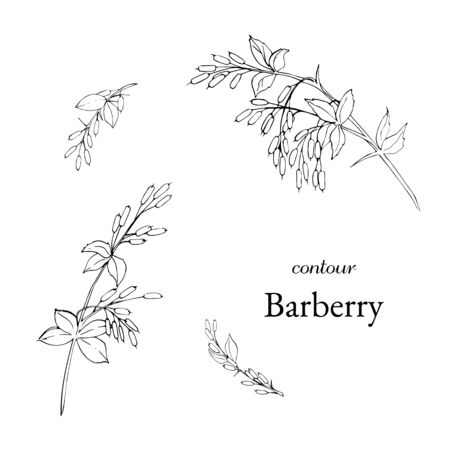 set of contour barberry branch different sizeのイラスト素材