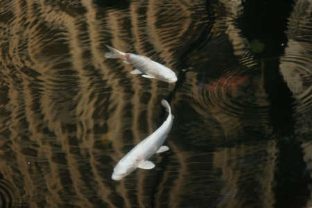 fishの写真素材