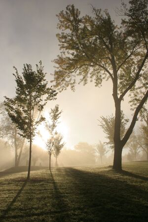 treesの写真素材