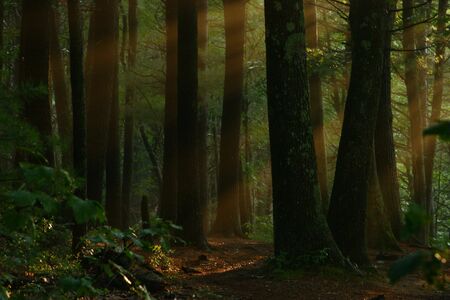 scary fairy-taleの写真素材
