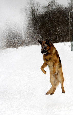 german shepherd playing in the winterの写真素材