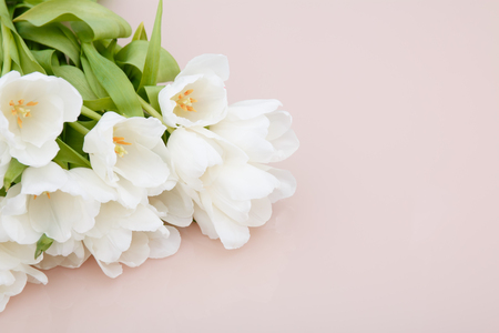White tulips on pale pink background with morning sunlight. Stylish Compositions in pastel colors.の写真素材