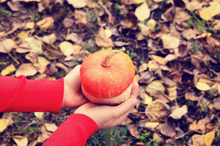 Hand holding pumpkin on fall leaves, autumn natureの写真素材
