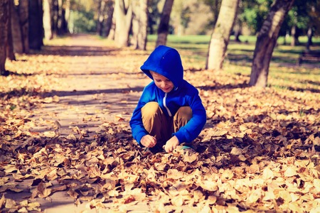 little boy looking at leaves in autumn fallの写真素材