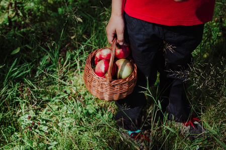little boy picking apples in nature, seasonal activitiesの写真素材