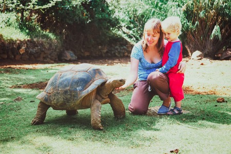 mother and little son feeding giant turtle in natureの写真素材
