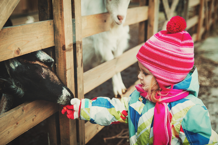 cute little girl feeding sheeps at farm, in the country activities for kidsの写真素材