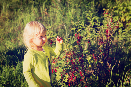 little girl picking red currents in gardenの写真素材