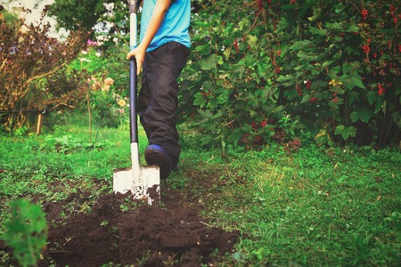 little boy digging in the gardenの写真素材