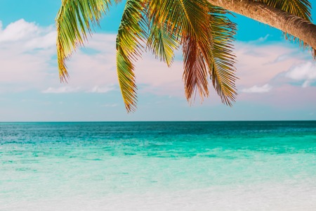 tropical sand beach with palm treesの写真素材