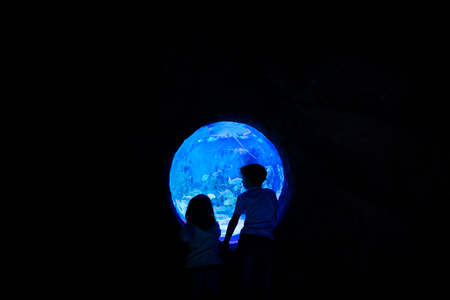 kids-boy and girl- watching fishes in aquariumの写真素材