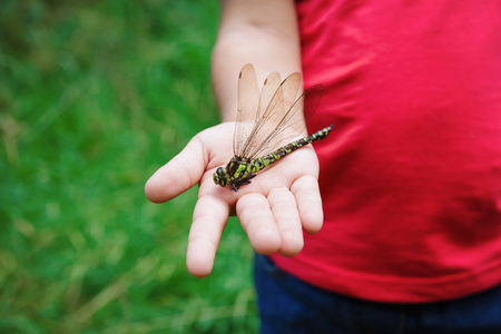little girl exploring dragonfly, kids learning conceptの写真素材