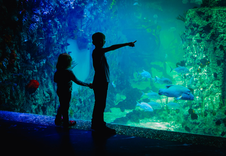 kids-boy and girl- watching fishes in aquariumの写真素材