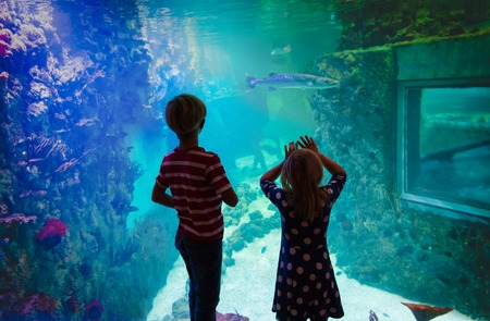 kids-boy and girl- watching fishes in aquariumの写真素材