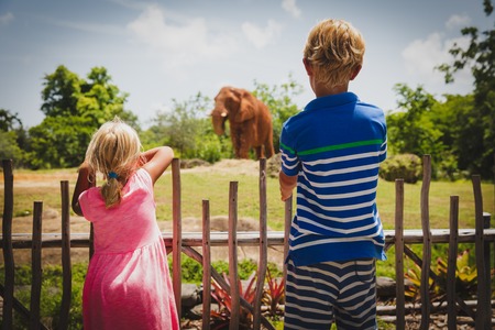 kids - boy and girl-looking at elephants in zooの写真素材