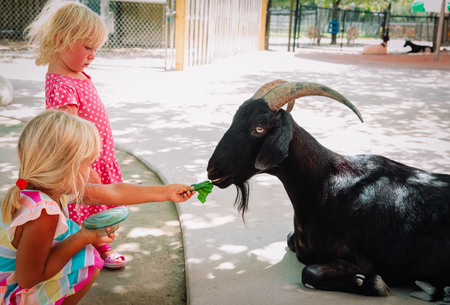 little girls feeding sheeps at farm, kids learn animalsの写真素材