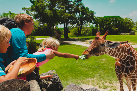 father and kids feeding giraffes in zooの写真素材