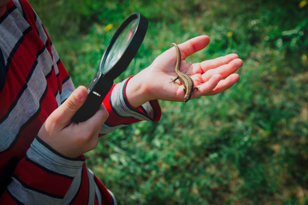 kids learning - child exploring lizard with magnifying glassの写真素材