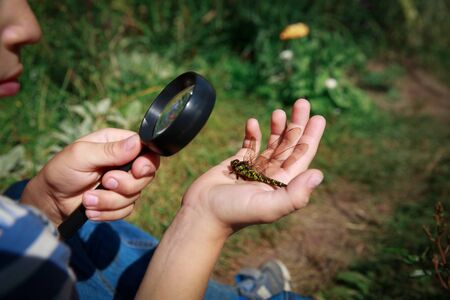 kids learning - little boy exploring dragonfly with magnifying glassの写真素材