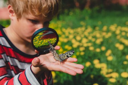 boy looking at butterfy, kids learning natureの写真素材