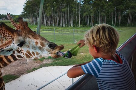boy feeding giraffes in zoo or on safari tripの写真素材