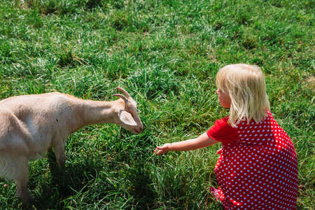 little girl feeding a goat in nature, kid learn farm animalsの写真素材