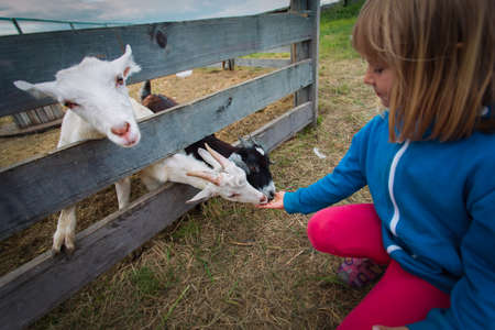 girl feeding sheep at the farm, child caring for petsの写真素材