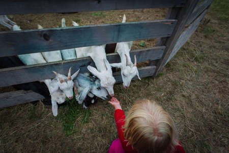 little girl feeding a goats at the farmの写真素材