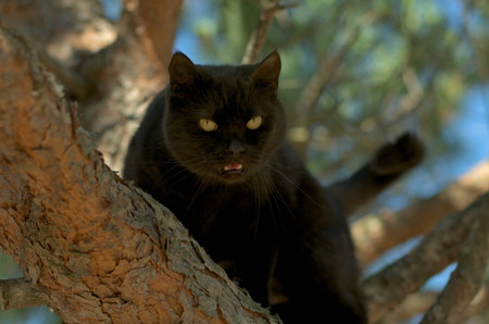 aggressive black catの写真素材