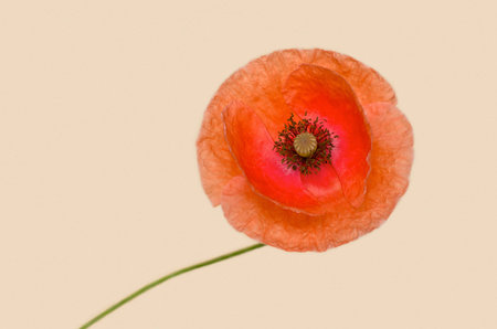 poppy on a background of color of an eggshellの写真素材