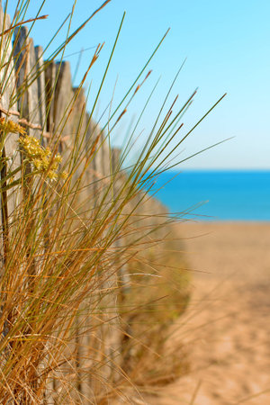 Grass in a wooden fenceの写真素材