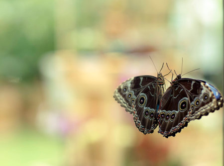 Butterfly and its reflection in the mirror. A living butterfly sitting on the mirror.の写真素材