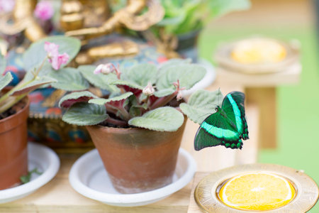 Portrait of live butterfly. Black and green butterfly sitting on a flower.の写真素材