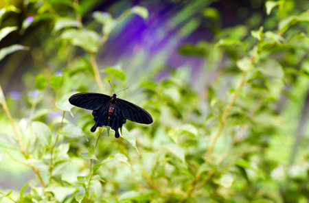 Live black butterfly sitting on a blade of grass.の写真素材