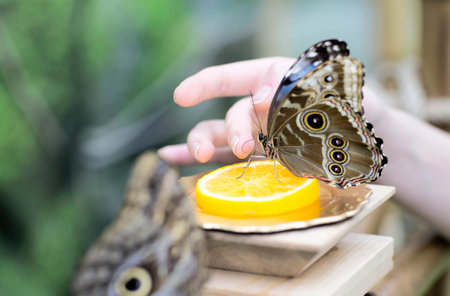 Portrait of live butterflies. Woman feeding a butterfly with orange juice.の写真素材
