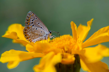 Portrait of live butterflies. Butterfly sitting on a flower in nature.の写真素材
