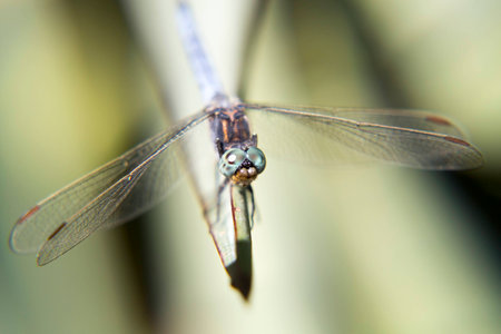 Portrait of live dragonfly. Dragonfly sitting on a twig.