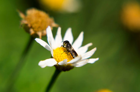 Portrait of the live flower fly. A fly sitting on a flower.の写真素材