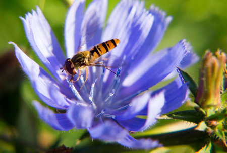 Portrait of the live flower fly. A fly sitting on a flower.