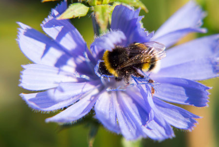 Portrait of live bee. Bumble bee digging into a flower.の写真素材
