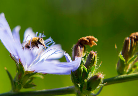 Portrait of the live flower fly. A fly sitting on a flower.の写真素材