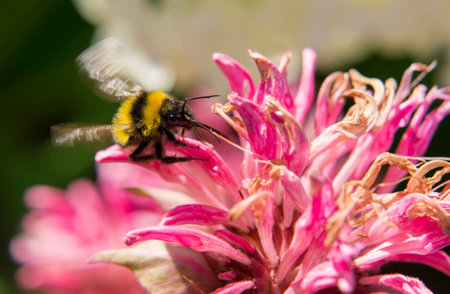 Portrait of live bee. Bee digging into a flower.の写真素材