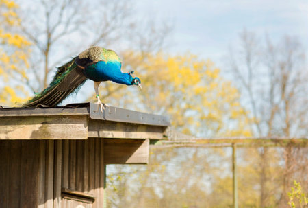 Javanese peacock during the mating period.