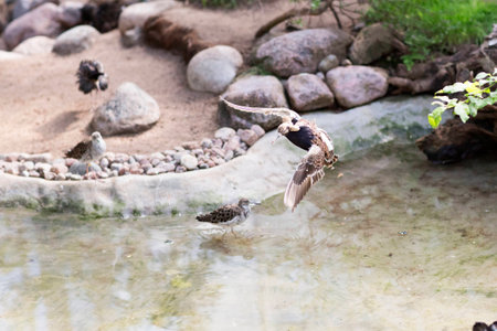 Portrait of birds in flight over a swamp.の写真素材